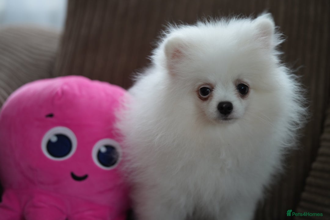 Pomeranian dogs for sale: Baby white Poms  - Image 8