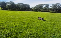 Staffordshire Bull Terrier dogs for sale: Male Staffordshire  - Image 5