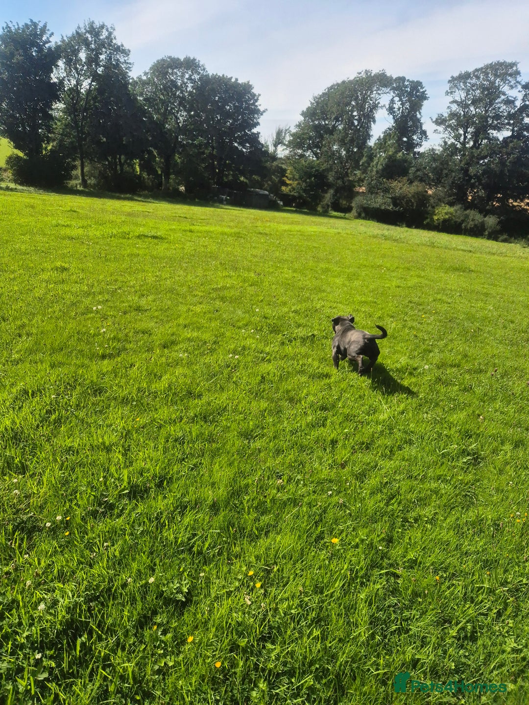 Staffordshire Bull Terrier dogs for sale: Male Staffordshire  - Image 5