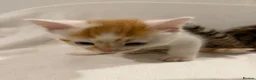 Mixed Breed cats for sale: Bengal Mix Kittens - Advert 14