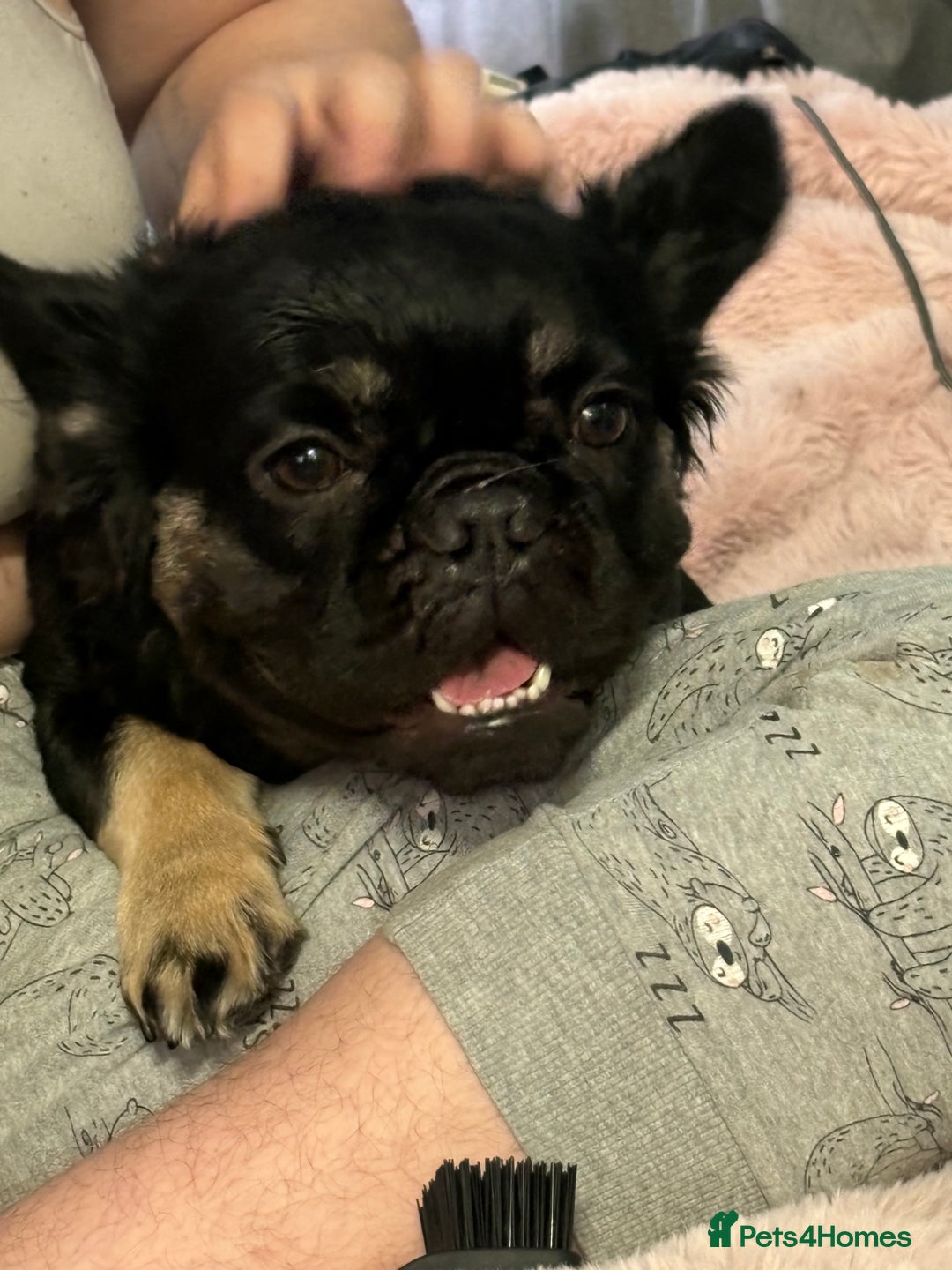 French Bulldog dogs for sale: Black and Tan fluffy French bulldog  - Image 3