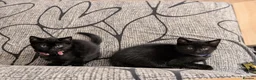 Mixed Breed cats for sale: Kitten  - Advert 9