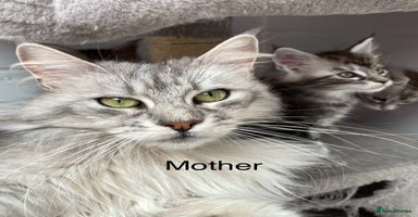 Maine Coon cats GCCF registered Maine Coons - Advert 5