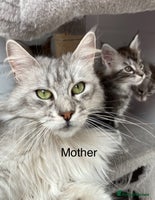 Maine Coon cats GCCF registered Maine Coons - Advert 4