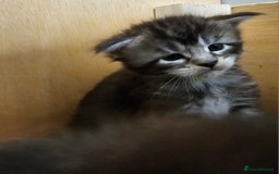 Maine Coon cats for sale: Tica Reg Maine Coon babies, Ready in December - Image 2