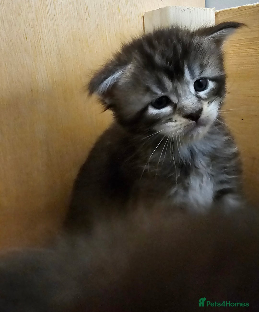 Maine Coon cats for sale: Tica Reg Maine Coon babies, Ready in December - Image 2