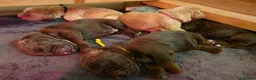 Cocker Spaniel dogs for sale: Beautiful proven cocker spaniels for sale - Advert 21