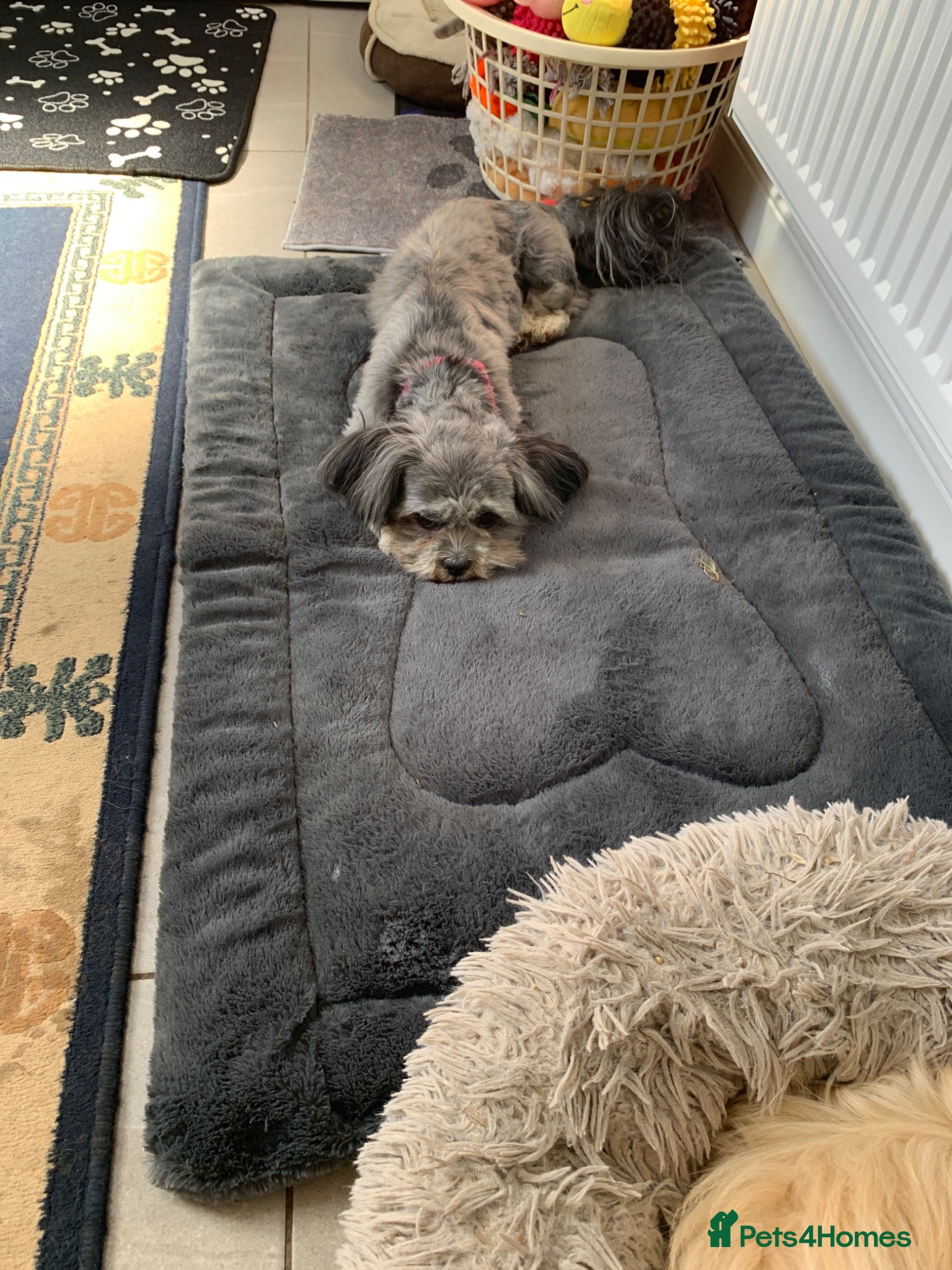 Lhasa Apso dogs Beautiful Lhasa boys for sale - Advert 6