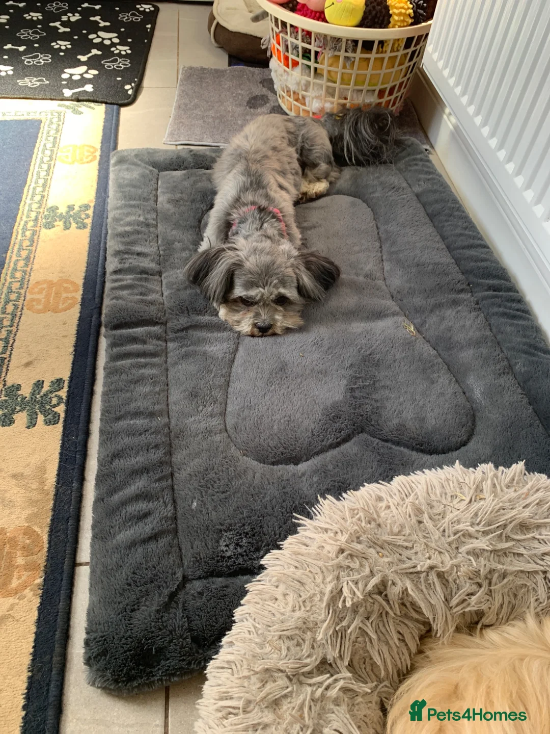 Lhasa Apso dogs for sale: Beautiful Lhasa boys for sale - Advert 1