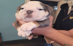 English Bulldog dogs for sale: English Bulldog puppies  - Image 17