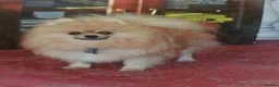 Pomeranian dogs for sale: Pomeranian puppies ready now - Advert 25