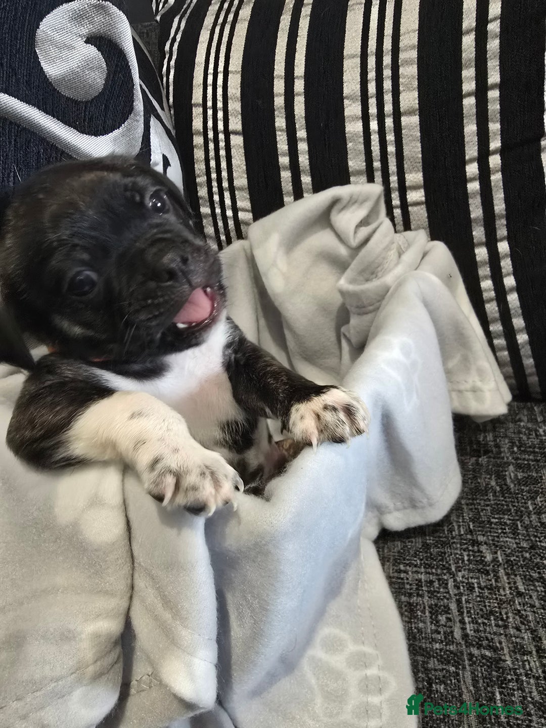 Mixed Breed dogs for sale: Puppy chugs 4 boys  - Image 32