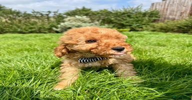 Cavapoo dogs - Advert 10