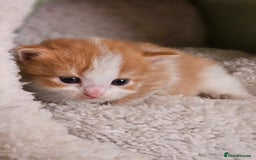 Mixed Breed cats for sale: 3 kittens for sale.  - Image 5