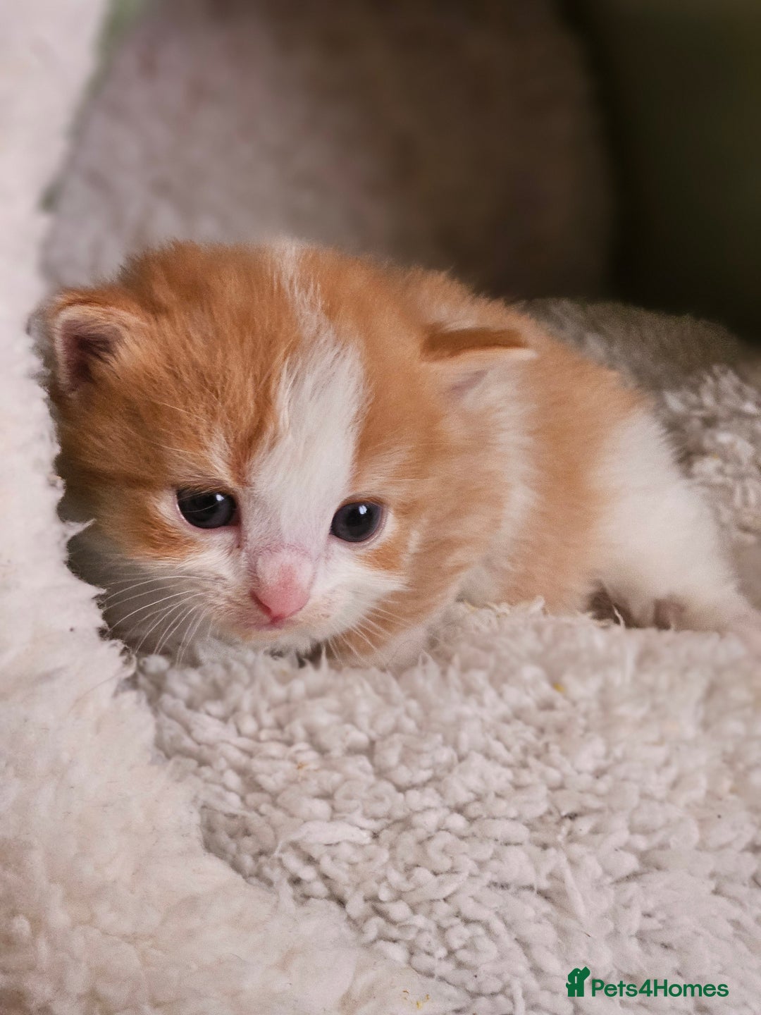 Mixed Breed cats for sale: 3 kittens for sale.  - Image 5