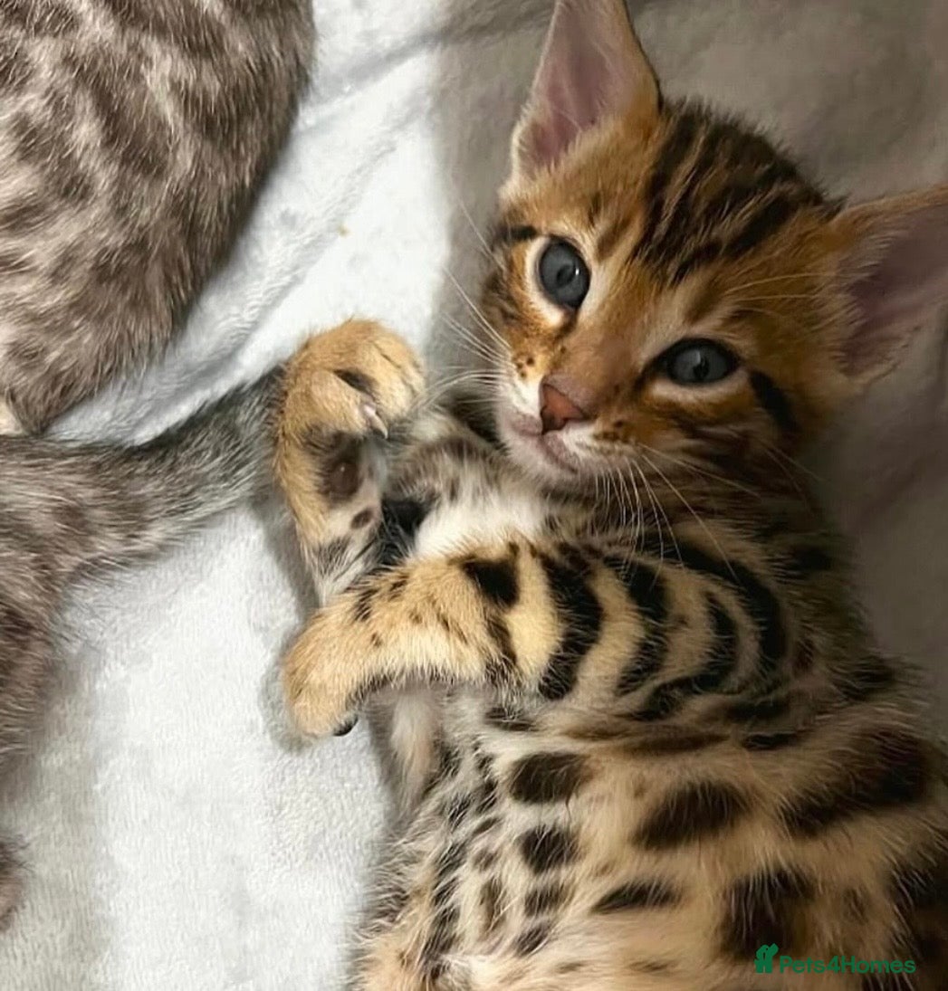 Bengal cats for sale: 🌟pedigree bengal kittens🌟 - Advert 3