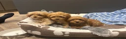Maltipoo dogs for sale: Multipoo Puppies For Sale - Advert 4