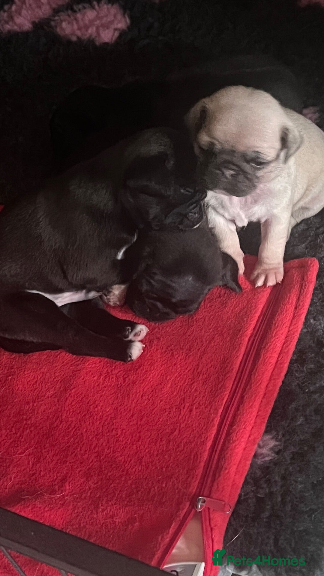 Pug dogs Stunning KC registered pug puppies  - Advert 1