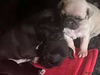 Pug dogs Stunning KC registered pug puppies - Advert 1