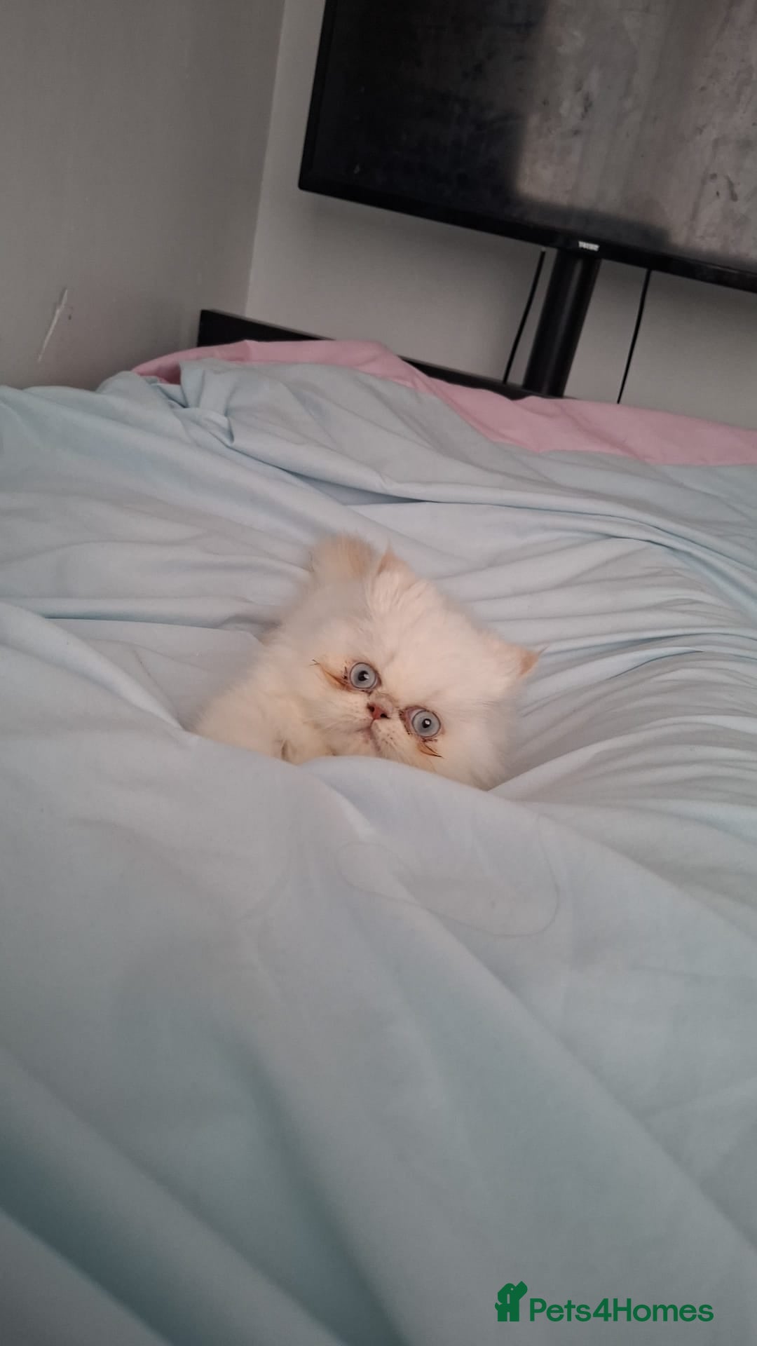 Persian cats for sale: 14 week persian - Advert 3