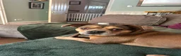 Mixed Breed dogs for sale: Very sad rehome - Advert 5