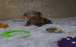 Dachshund dogs for sale: Dachshund Miniature  - Image 7