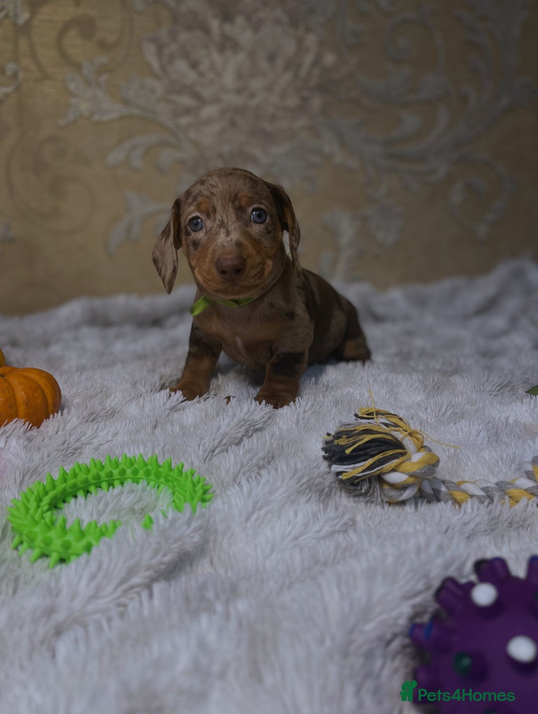 Dachshund dogs for sale: Dachshund Miniature  - Image 7