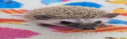 Pygmy Hedgehog rodents for sale: Stunning Hoglets Ready Now and to Reserve  in Romney Marsh - Advert 1