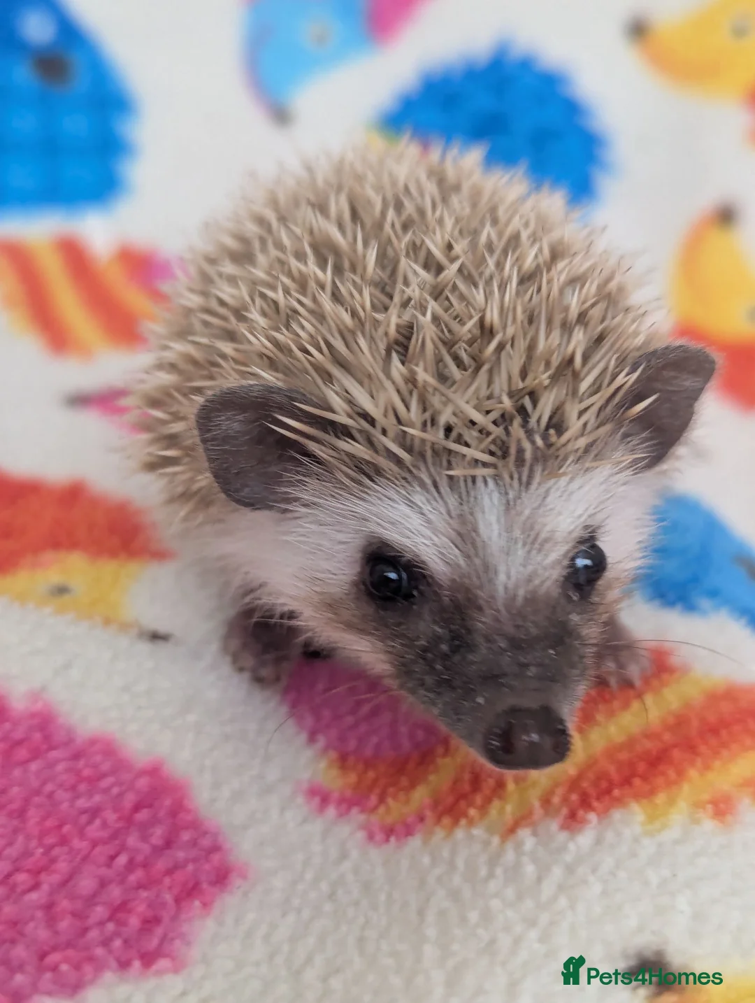 Pygmy Hedgehog rodents for sale: Stunning Hoglets Ready Now and to Reserve  in Romney Marsh - Advert 1