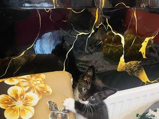 Mixed Breed cats - Advert 27