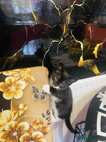 Mixed Breed cats - Advert 12