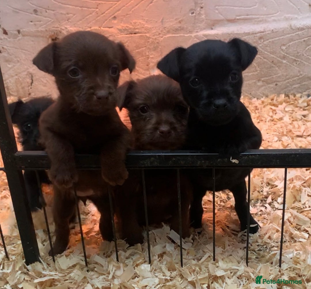 Patterdale Terrier dogs for sale: patterdale terrier puppies  - Advert 4