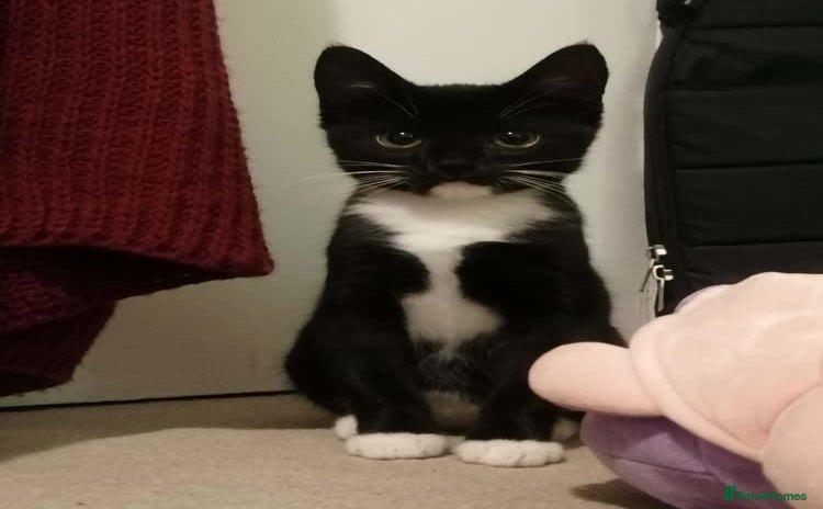 Domestic Shorthair cats - Advert 1