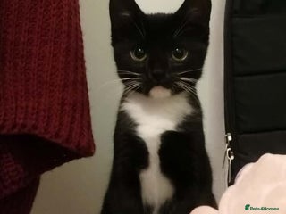 Domestic Shorthair cats - Advert 6