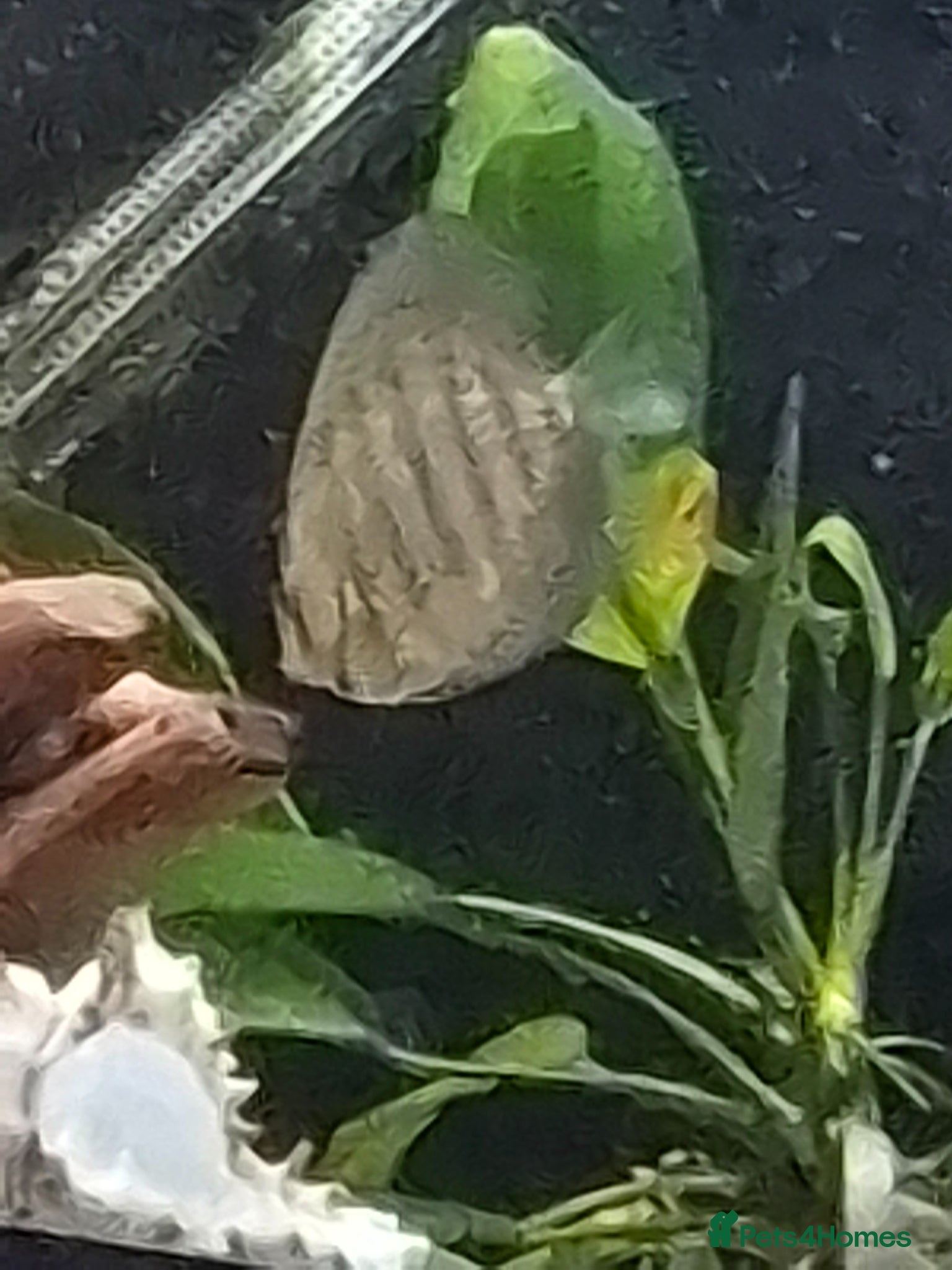 Discus fish Discus and blue phantom plwc - Advert 1