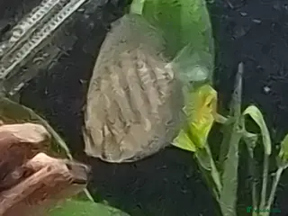 Discus fish Discus and blue phantom plwc - Advert 1