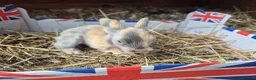 Lionhead rabbits for sale: Double Mane Lionhead Bunnies  - Advert 6