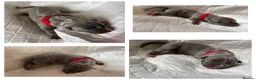 Mixed Breed dogs for sale: Stafford bull terrier cross lurcher in Chesterfield - Advert 17
