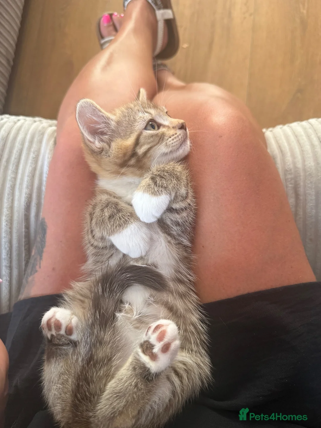 Norwegian Forest Cat cats for sale: Only one boy available now - Advert 2