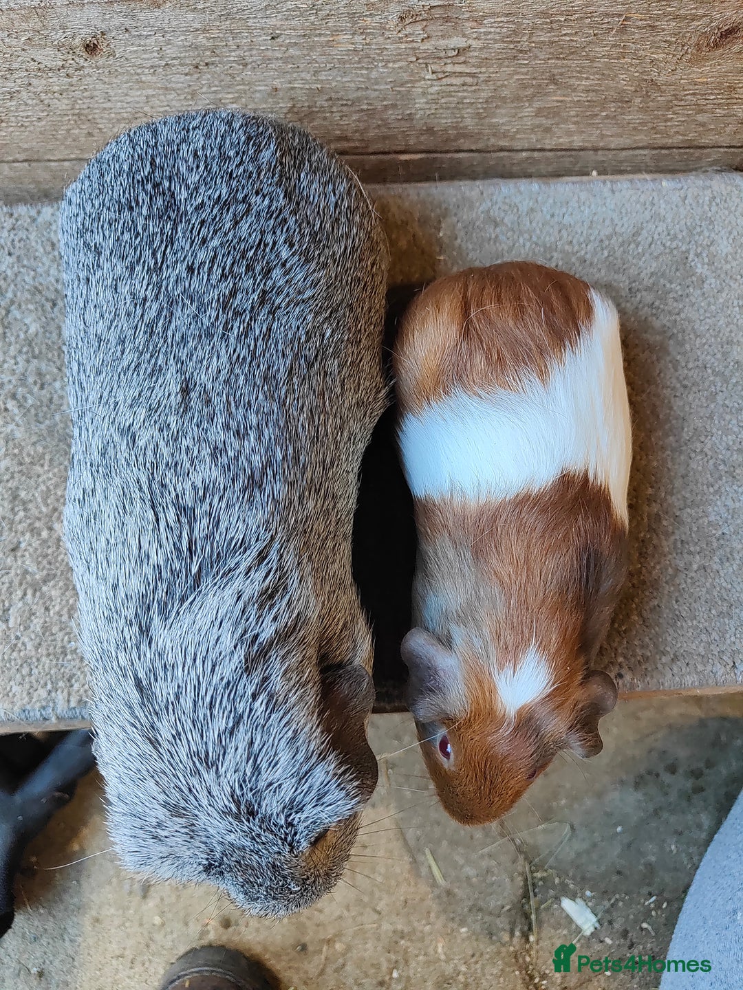 Guinea Pig rodents for sale: Male guinea pigs ready now - Advert 2