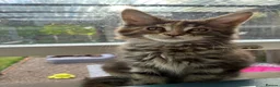 Maine Coon cats for sale: Maine coon kittens  - Advert 2