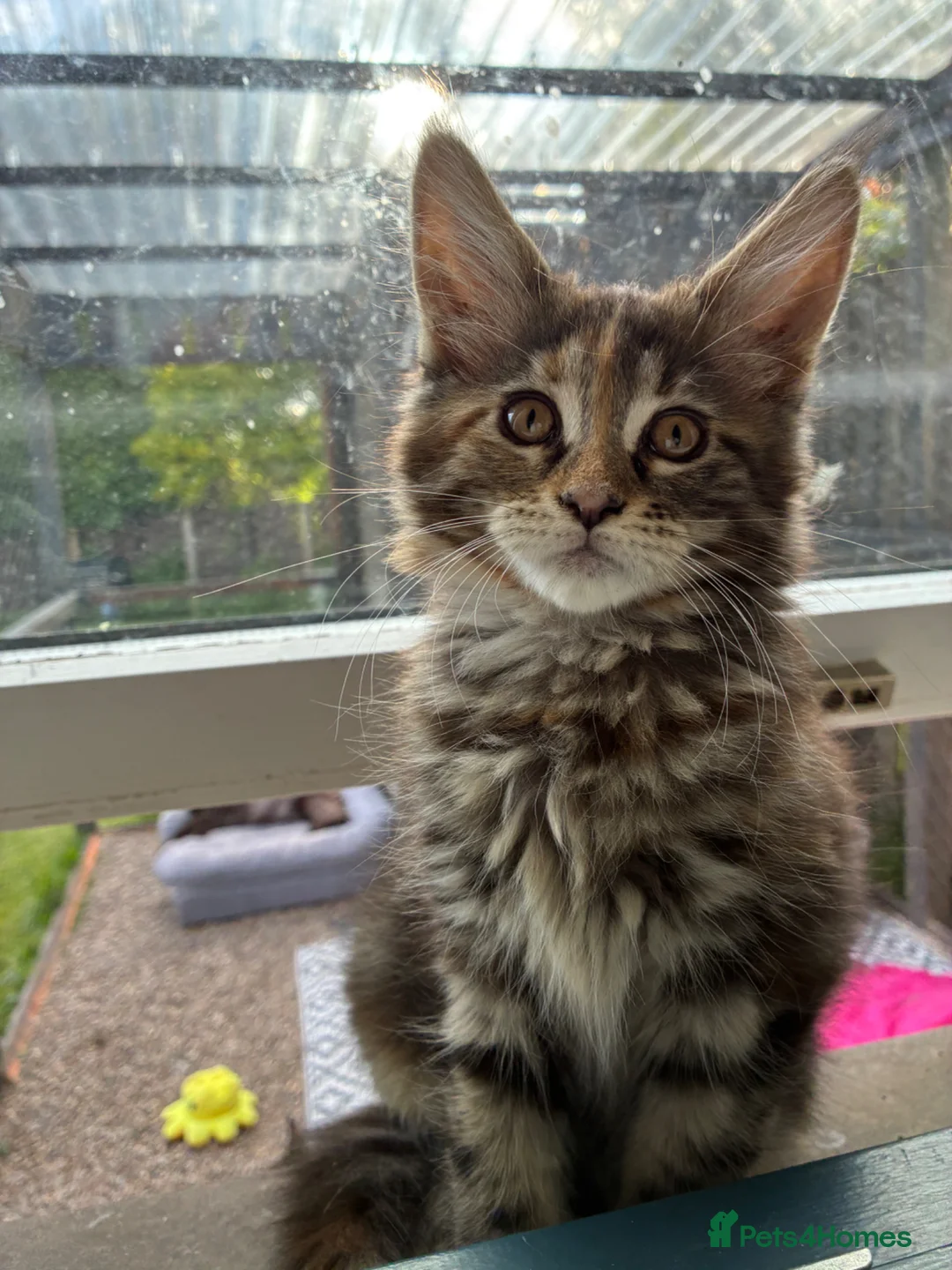 Maine Coon cats for sale: Maine coon kittens  - Advert 2