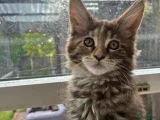 Maine Coon cats Maine coon kittens - Advert 7
