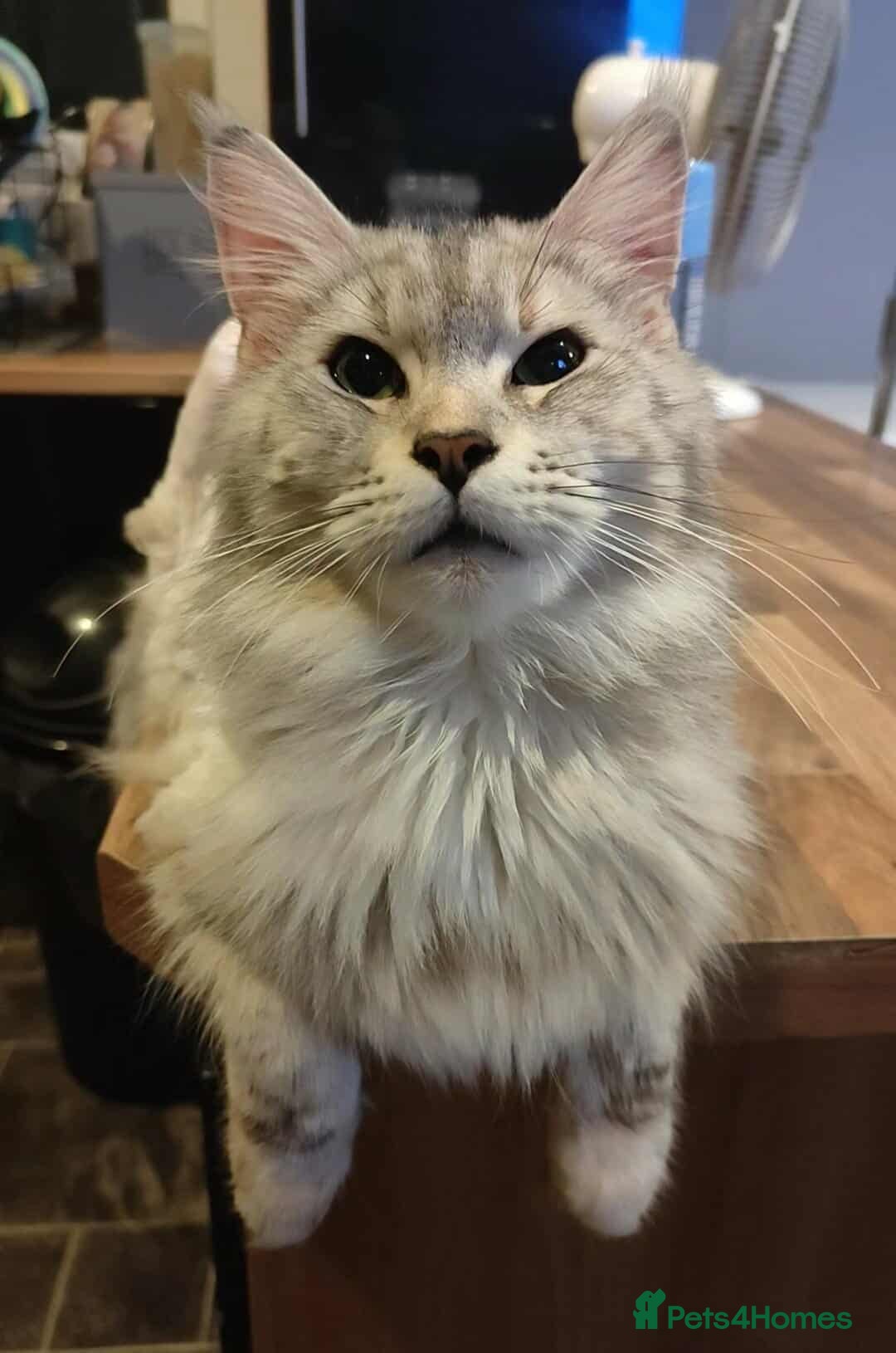 Maine Coon cats 2 year old female main coon - Advert 13