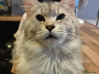 Maine Coon cats 2 year old female main coon - Advert 4