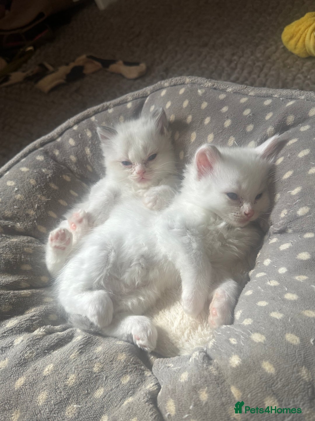 Ragdoll cats for sale: All our beautiful kittens are no longer available  - Advert 13