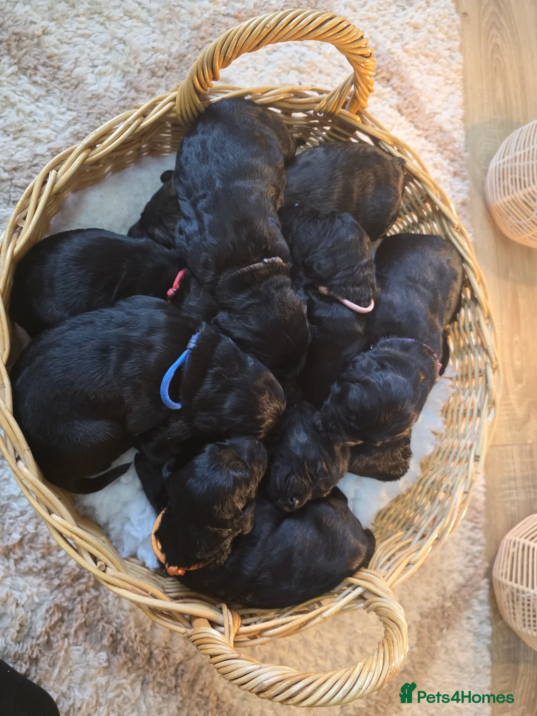 Goldendoodle dogs for sale: Outstanding F1 Goldendoodle Puppies - Advert 9