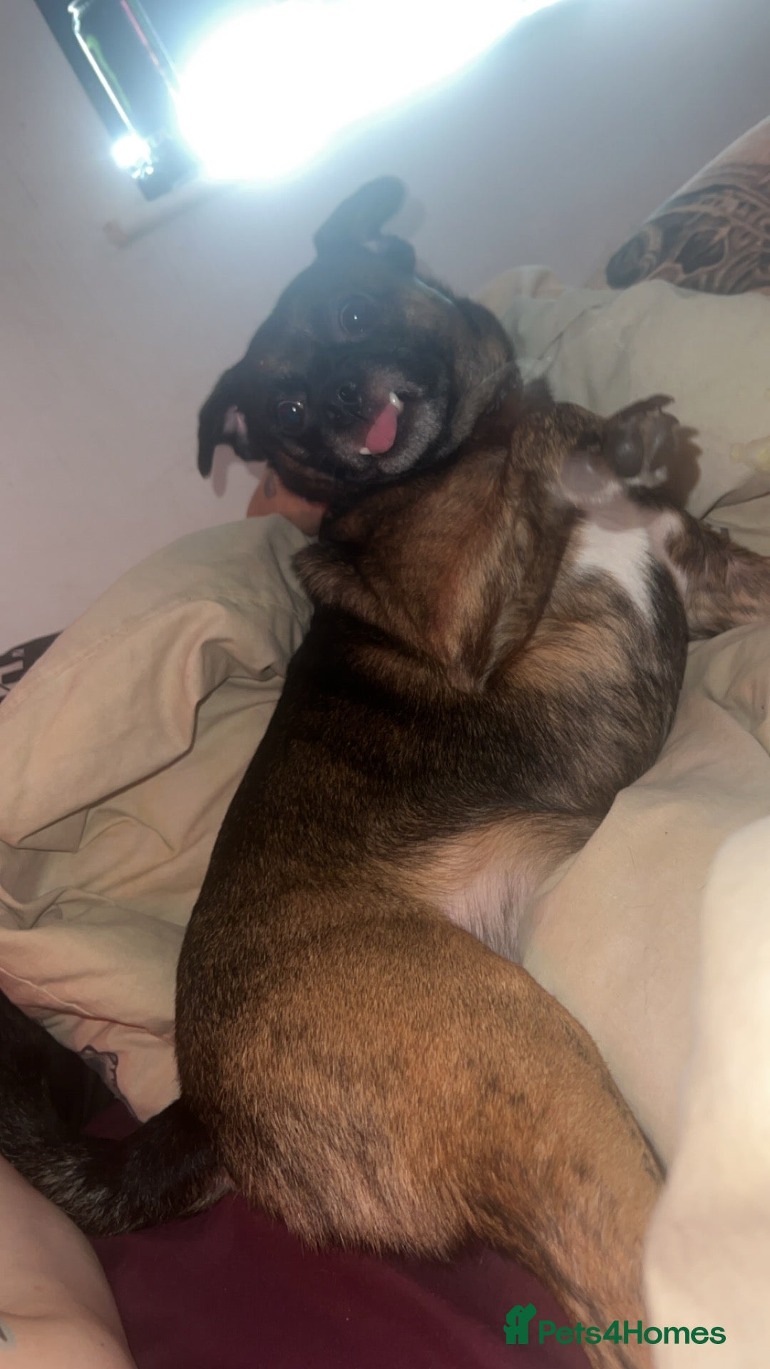Mixed Breed dogs Theo  - Advert 1
