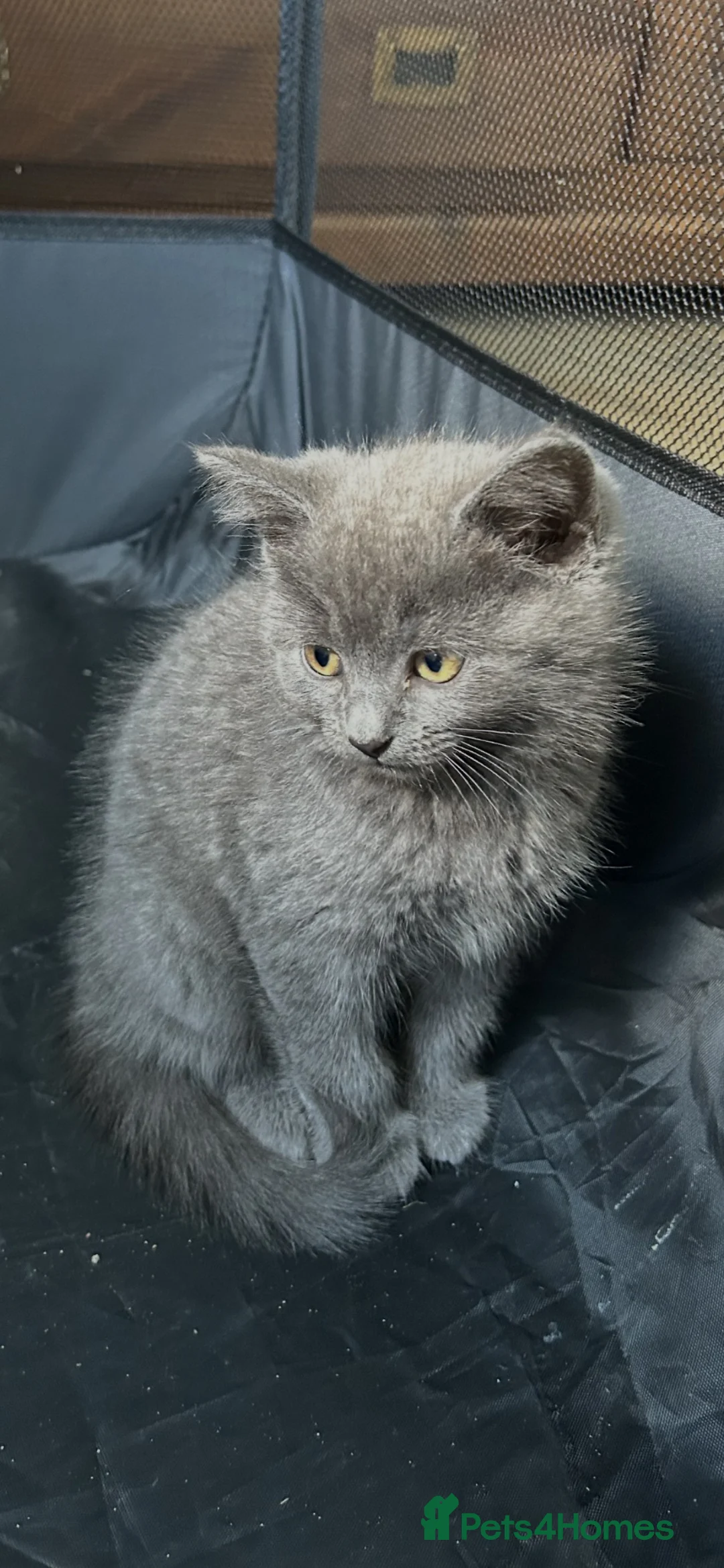 Mixed Breed cats for sale: Half breed British shorthair blues - Advert 2