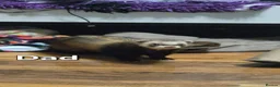 Ferret rodents for sale: 7 beautiful kits for sale  - Advert 13